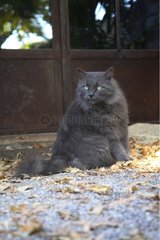 Cat sitting in front of a door outdoor