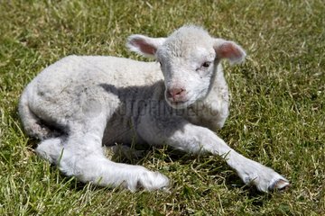Portrait of a newborn lambs lying Falklands