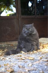 Cat sitting in front of a door outdoor