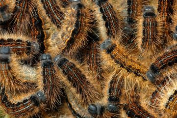 Catrepillar nest Puy de Dôme France