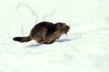 Marmotte des Alpes courant avec du foin sur la neige France