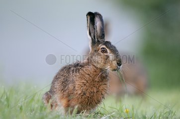European hare eating in a meadow Vosges France