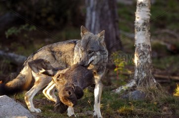 Gray Wolf holding an Elan head in its mouth Sweden
