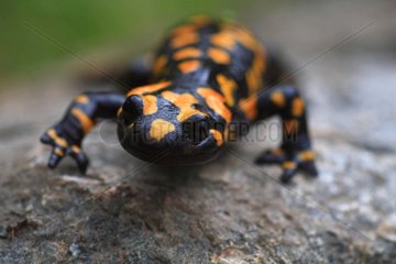 Corsican speckled Salamander in the Corsican forest