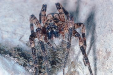 Spider female at nest with nymphs