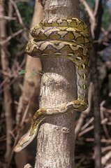 Reticulated Python rolled up around a trunk Asia