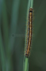 Ground Lackey caterpillar on a stem Switzerland