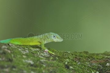 Green Anole on a tree south America