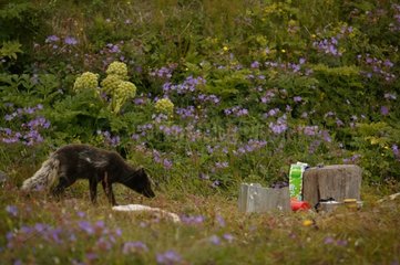 Arctic fox attracted by a breakfast Iceland