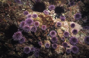 Purple Sea Urchins colonizing the seabed Pacific Ocean