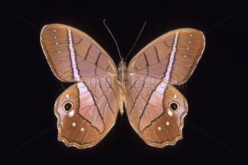 Butterfly Pierella Brazil