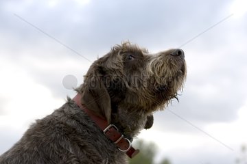 Portrait of a gray bastard dog