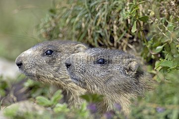 Young Marmots at the entrance of their burrow Switzerland
