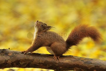 Roter Eichhörnchen  der sich auf einem Zweig-Ile-De-Franzosen streckt