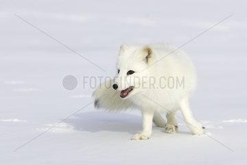 Arctic fox in the snow in the United States