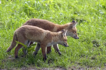 Fox Cubs beim Stehlen im Gras