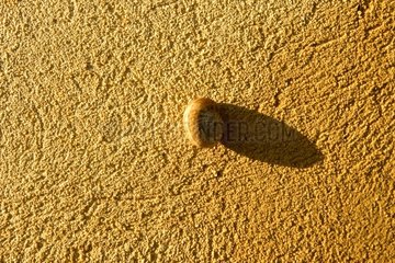 Snail and his shadow climbing along a facade