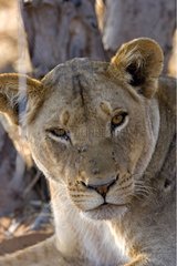 Lioness resting NP Chobe Botswana