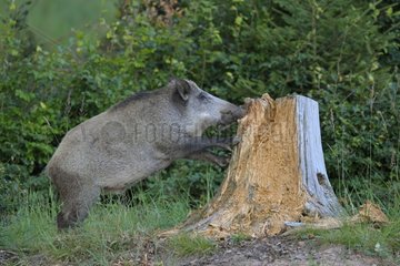 Wild boar on a tree in summer Hesse Germany