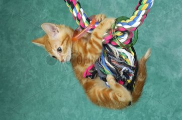 Kitten suspended from playing a toy Studio