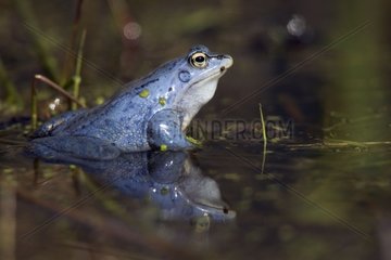 Moor frog male in bridal livery Germany