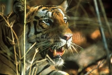 Tigre Portrait PN Bandhavgarh Inde