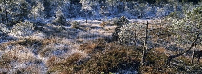 Torf -Moor unter dem Frost Gérardmer Vosges France