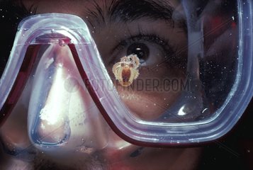 Larve de pieuvre sur le masque d'un plongeur Mer Rouge