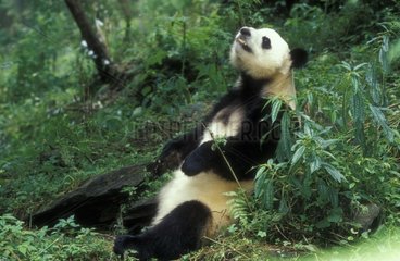 Grand panda assis Réserve de Wolong Sichuan Chine