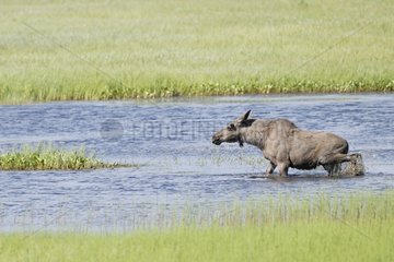 Elk walking in water Sweden