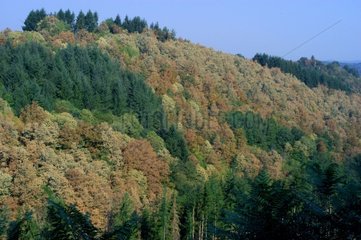 Ambazac -Wald  das während der Hitzewelle 2003 Frankreich verbrannt wurde