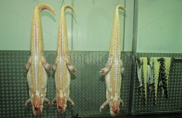 Crocodiles écorchés dans une boucherie spécialisée Darwin