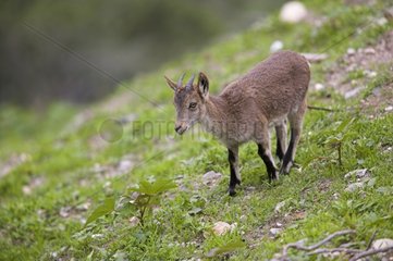 Young Spanish ibex Sierra de Gredos Spain