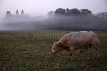 Blonde d'Aquitaine bull annoyed by the presence of humans