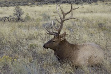 Male Wapiti in the Park of Yellowstone United States