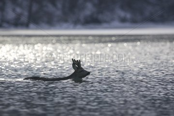 Roe-deer crossing a river to the stroke Alsace France