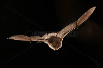 Alcathoe whiskered bat night flight - Hungary