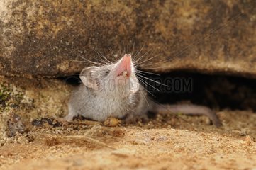 Pygmy white-tooted shrew - Istria Croatia