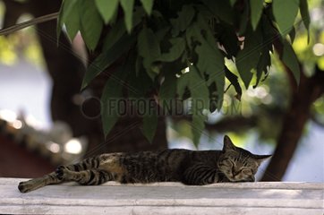 Cat sleeping on a small wall Bangkok Thailand