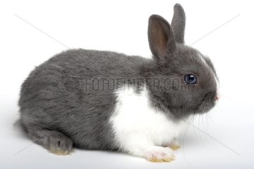 Gray and white young rabbit