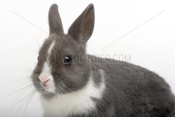 Gray and white young rabbit
