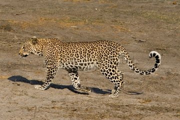 Amur leopard walking NP Chobe Botswana