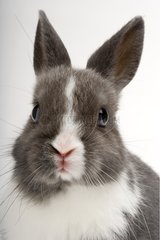 Portrait of a Gray and white young rabbit