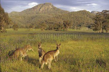 Groupe de Kangourous géants au lever du soleil Australie