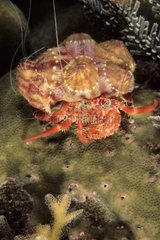 Anemone Hermit Crab Manado Sulawesi
