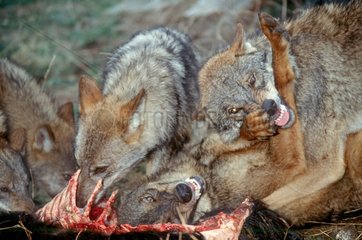 Groupe de Loups ibériques se battant pour manger une proie