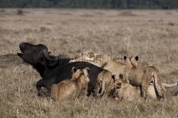 Lioness attacking a Cape Buffalo Kenya