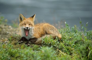 Red Fox adult yawning Denali National Park France