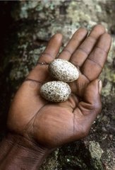 Hand of hunter carrying of eggs White-necked Rockfowl Guinea