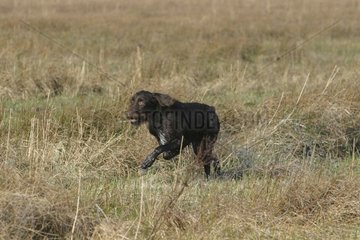 Dog hunting in a marsh in the Baie de Somme